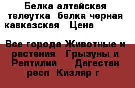 Белка алтайская телеутка, белка черная кавказская › Цена ­ 5 000 - Все города Животные и растения » Грызуны и Рептилии   . Дагестан респ.,Кизляр г.